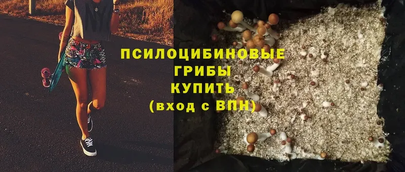 Псилоцибиновые грибы MAGIC MUSHROOMS  маркетплейс какой сайт  Зеленоградск 